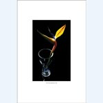 picture of Bird of paradise flower