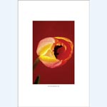 picture of Flower