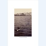 picture of Jaffa, the Joppa of Bible Times, 1899